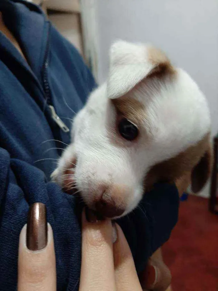 Cachorro ra a srd idade 2 a 6 meses nome ''Benjamin''
