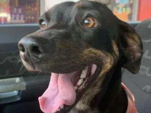 Cachorro raça Cofap idade 2 anos nome Maia