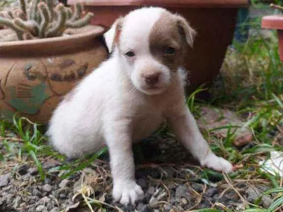 Cachorro ra a srd idade 2 a 6 meses nome ''Benjamin''