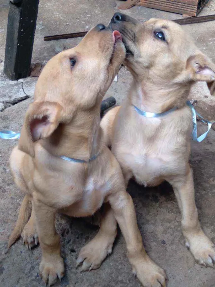 Cachorro ra a  idade Abaixo de 2 meses nome Não tem