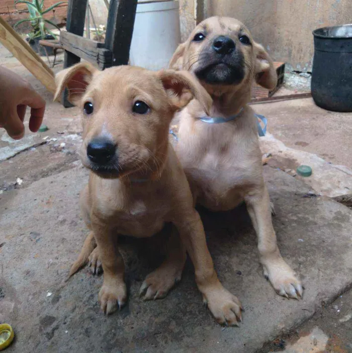 Cachorro ra a  idade Abaixo de 2 meses nome Não tem