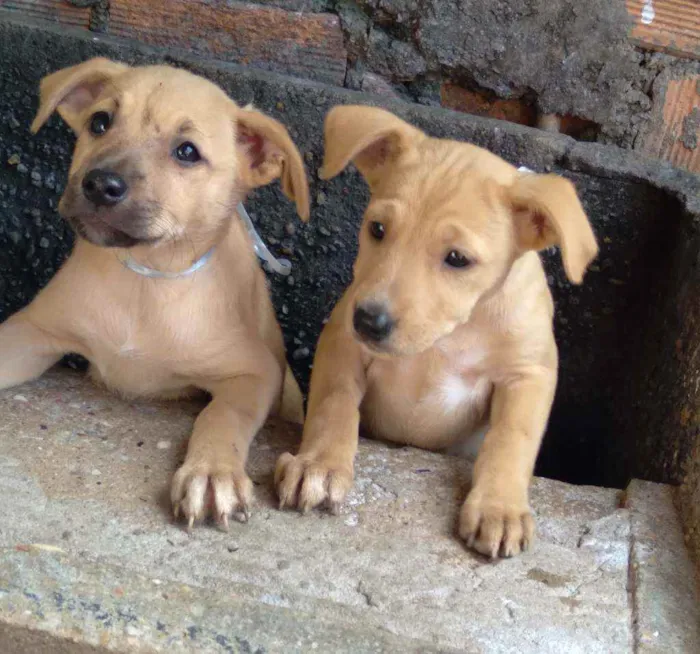 Cachorro ra a  idade Abaixo de 2 meses nome Não tem