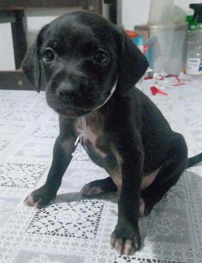 Cachorro ra a SRD idade Abaixo de 2 meses nome Filhotes