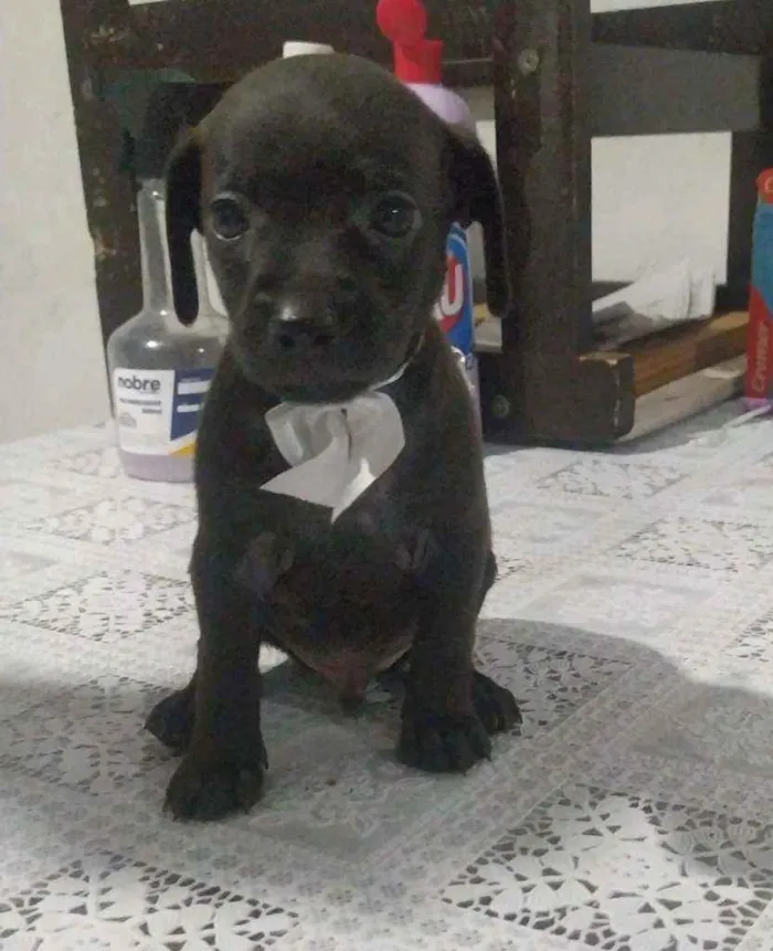 Cachorro ra a SRD idade Abaixo de 2 meses nome Filhotes