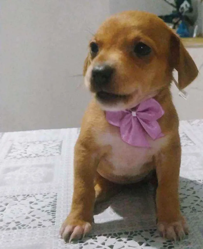 Cachorro ra a SRD idade Abaixo de 2 meses nome Filhotes