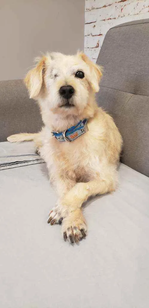 Cachorro raça SRD idade 6 ou mais anos nome Pirata