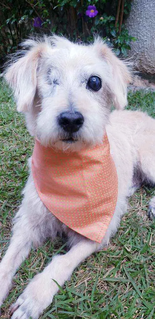 Cachorro raça SRD idade 6 ou mais anos nome Pirata