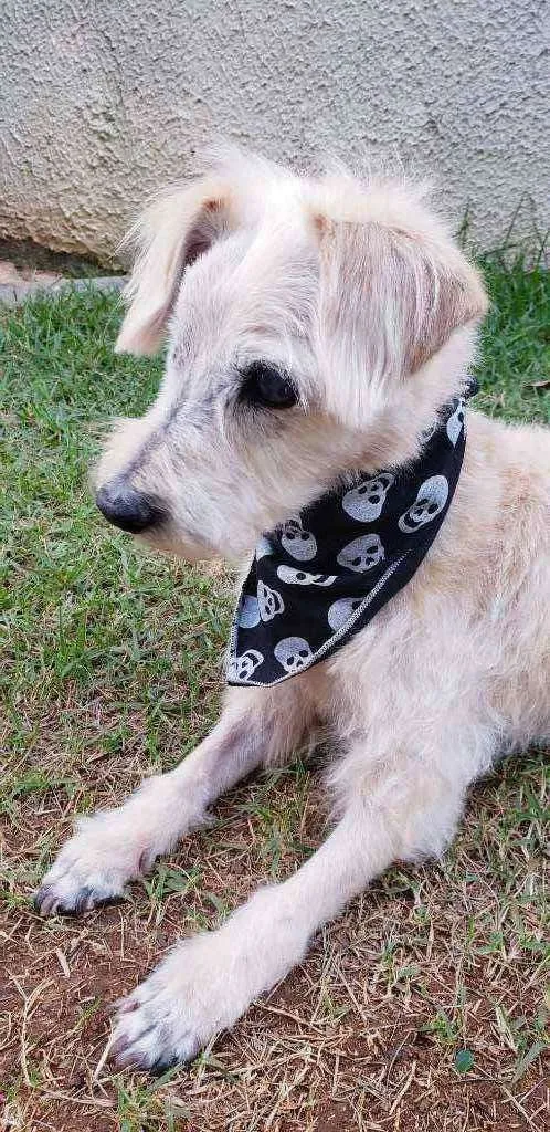 Cachorro raça SRD idade 6 ou mais anos nome Pirata