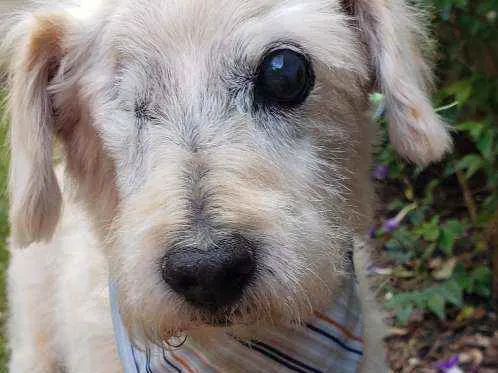 Cachorro raça SRD idade 6 ou mais anos nome Pirata