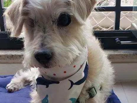 Cachorro raça SRD idade 6 ou mais anos nome Pirata