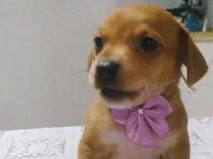 Cachorro raça SRD idade Abaixo de 2 meses nome Filhotes