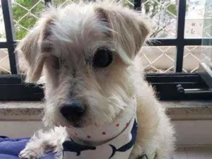 Cachorro raça SRD idade 6 ou mais anos nome Pirata