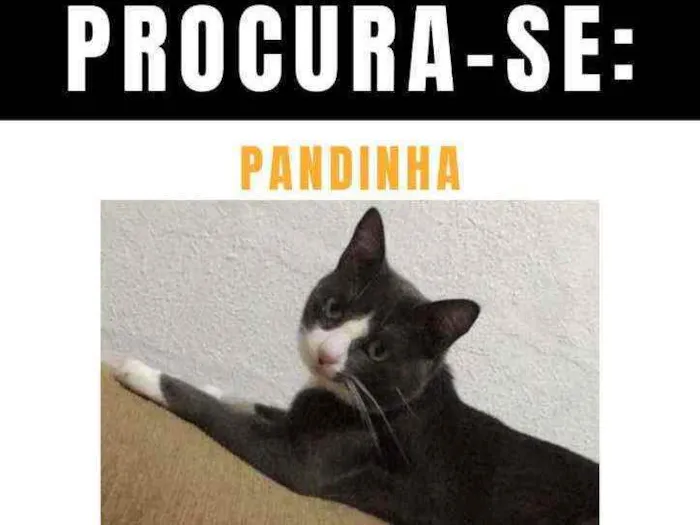 Gato ra a srd idade 2 anos nome pandinha