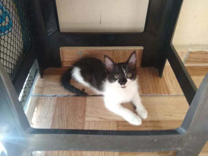 Gato raça Srd idade 2 a 6 meses nome Tiana