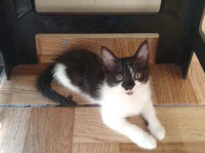 Gato raça Srd idade 2 a 6 meses nome Tiana