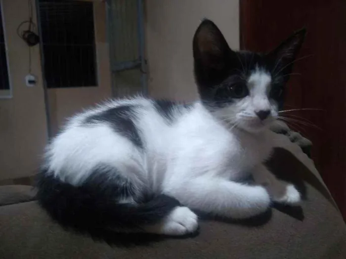 Gato raça Srd idade 2 a 6 meses nome Narizinho