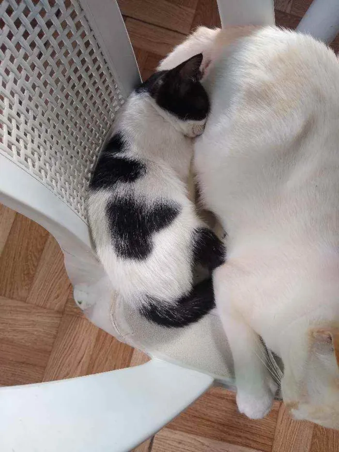Gato raça Srd idade 2 a 6 meses nome Narizinho