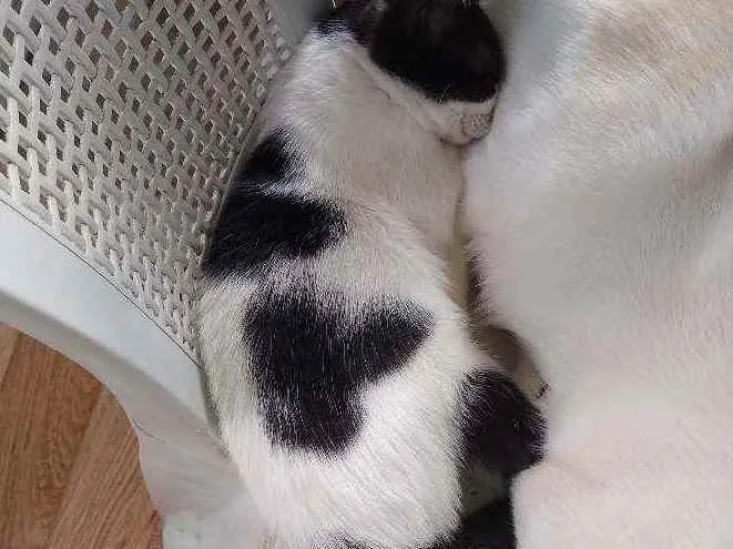 Gato raça Srd idade 2 a 6 meses nome Narizinho