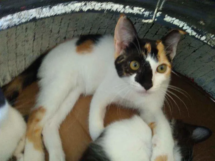 Gato raça Srd idade 2 a 6 meses nome Domdom