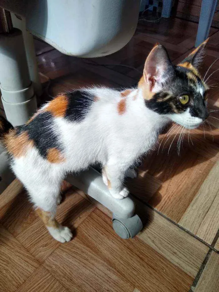 Gato raça Srd idade 2 a 6 meses nome Domdom