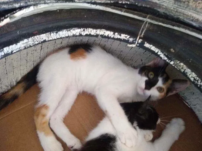 Gato raça Srd idade 2 a 6 meses nome Domdom