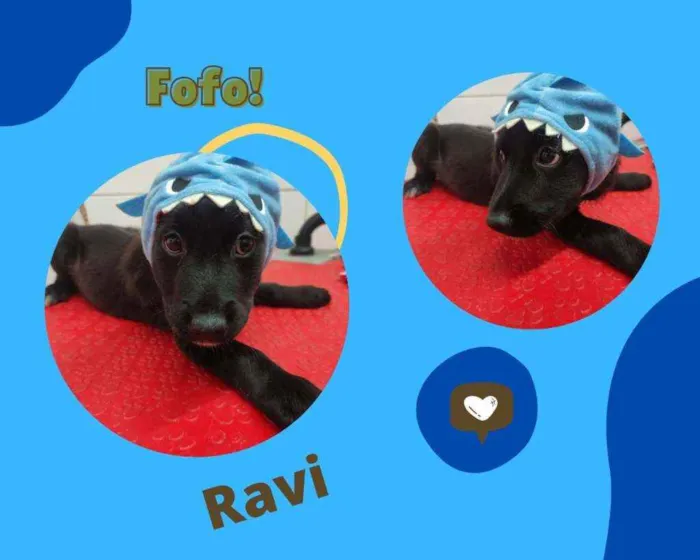 Cachorro ra a SRD idade 2 a 6 meses nome RAVI