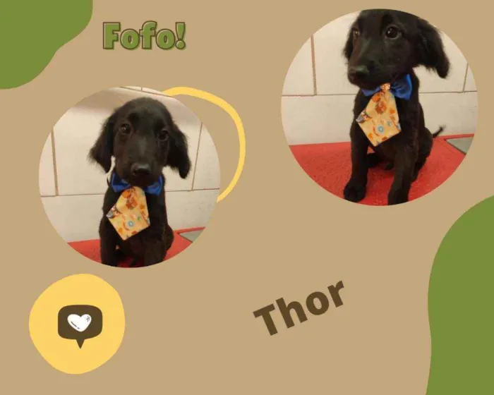 Cachorro ra a SRD idade 2 a 6 meses nome THOR