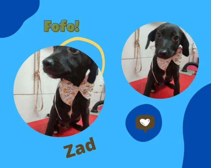 Cachorro ra a SRD idade 2 a 6 meses nome ZEDD