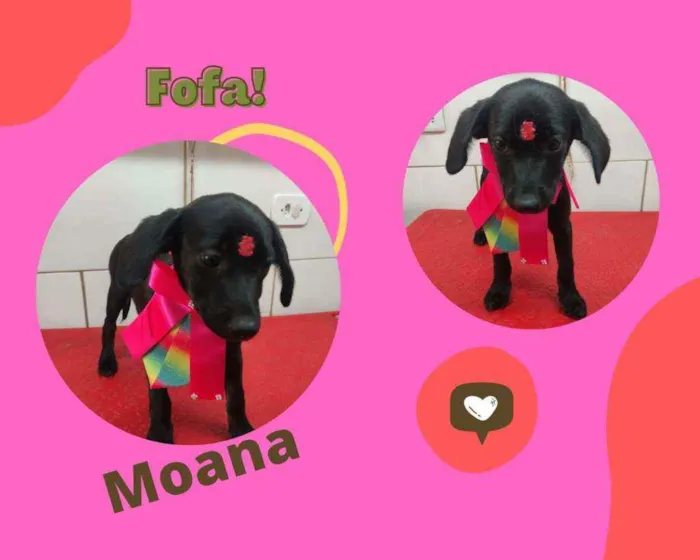 Cachorro ra a SRD idade 2 a 6 meses nome MOANA