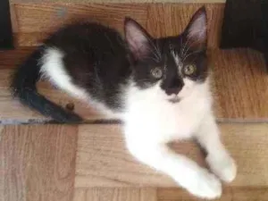 Gato raça Srd idade 2 a 6 meses nome Tiana