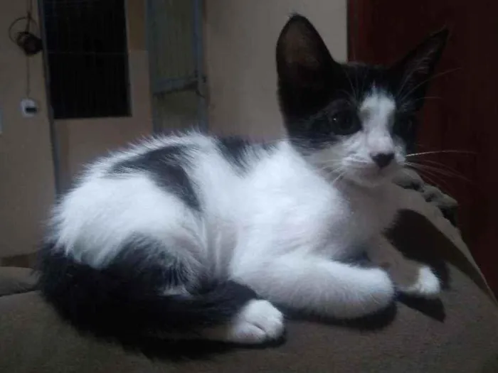 Gato raça Srd idade 2 a 6 meses nome Narizinho