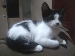 Gato raça Srd idade 2 a 6 meses nome Narizinho