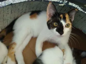 Gato raça Srd idade 2 a 6 meses nome Domdom