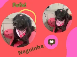 Cachorro raça SRD idade 2 anos nome NEGUINHA