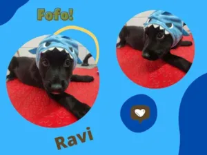 Cachorro raça SRD idade 2 a 6 meses nome RAVI