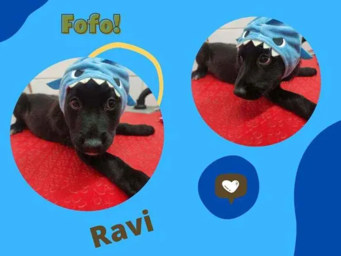 Cachorro ra a SRD idade 2 a 6 meses nome RAVI