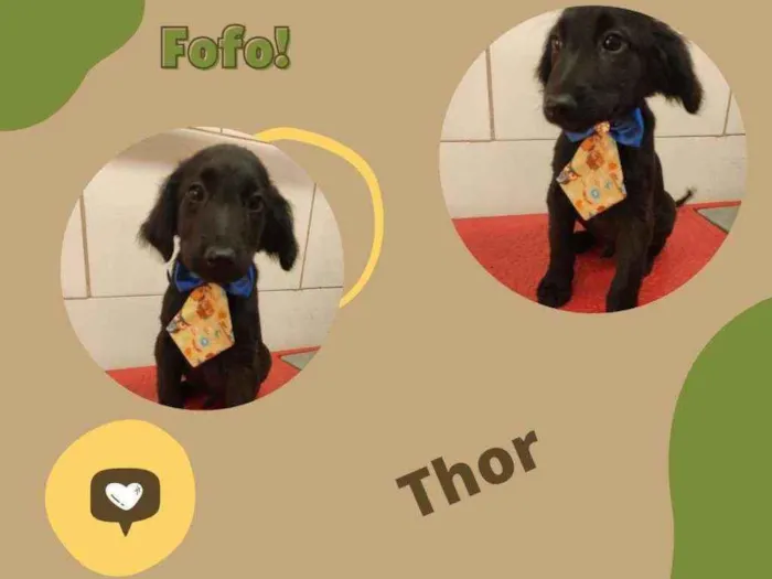 Cachorro ra a SRD idade 2 a 6 meses nome THOR