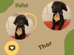 Cachorro raça SRD idade 2 a 6 meses nome THOR