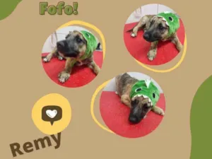 Cachorro raça SRD idade 2 a 6 meses nome REMY