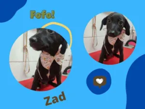 Cachorro raça SRD idade 2 a 6 meses nome ZEDD