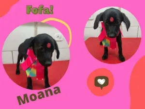 Cachorro raça SRD idade 2 a 6 meses nome MOANA