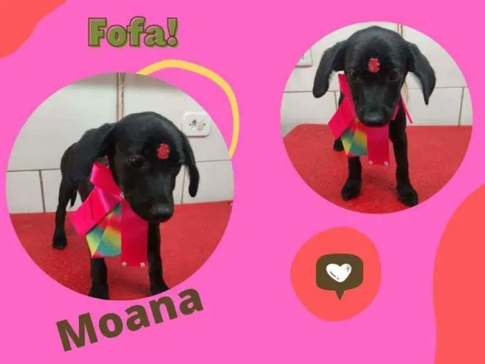 Cachorro ra a SRD idade 2 a 6 meses nome MOANA