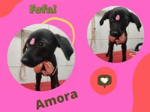 Cachorro raça SRD idade 2 a 6 meses nome AMORA