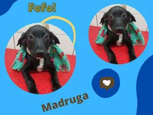 Cachorro raça SRD idade 2 a 6 meses nome MADRUGA