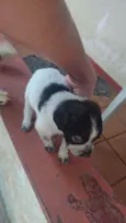 Bela