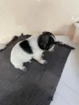 Bela