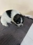 Bela