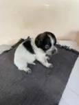 Bela