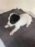 Bruce