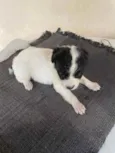 Bruce